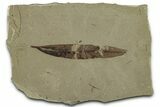 Fossil Willow (Salix) Leaf - Green River Formation, Utah #325579-1